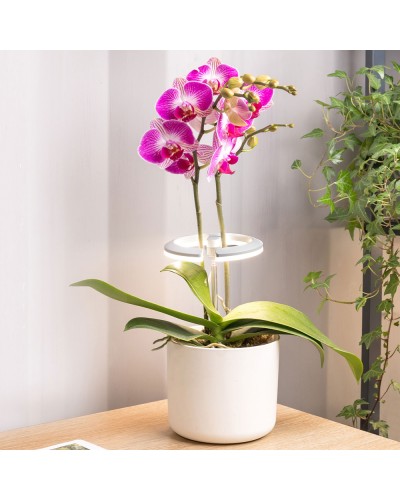 Lampe pour plantes vertes et orchidées