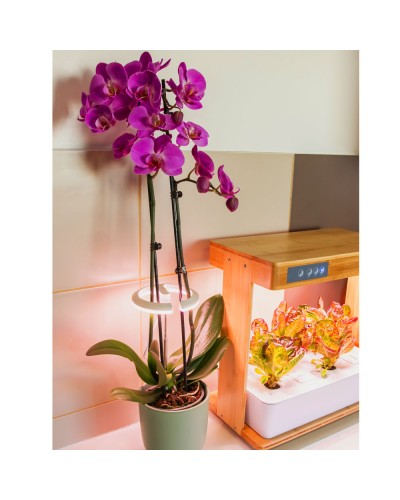 Lampe pour plantes vertes et orchidées