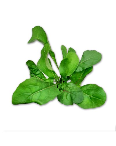 Feuilles de Roquette Cultivée