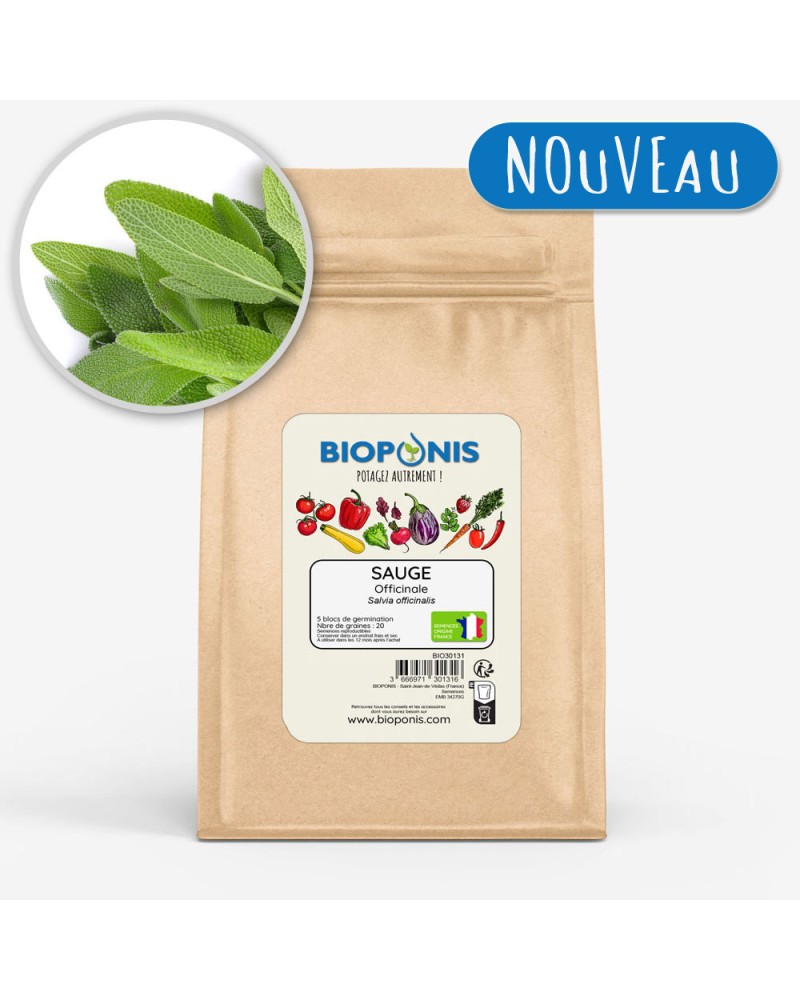 Graines de Sauge Officinale