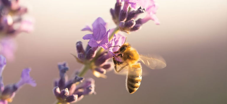 Abeille qui pollinise une fleur de lavande