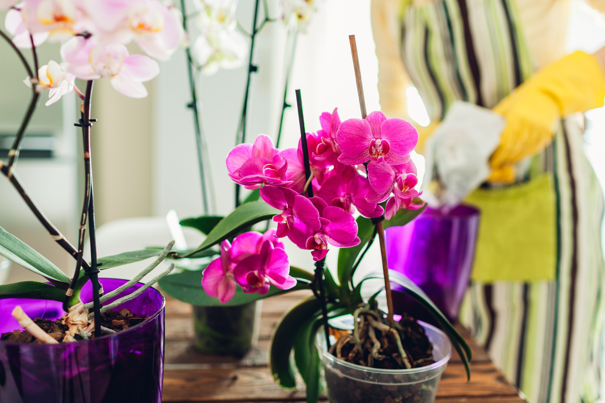 Personne entrain de soigner des orchidées posées sur une table