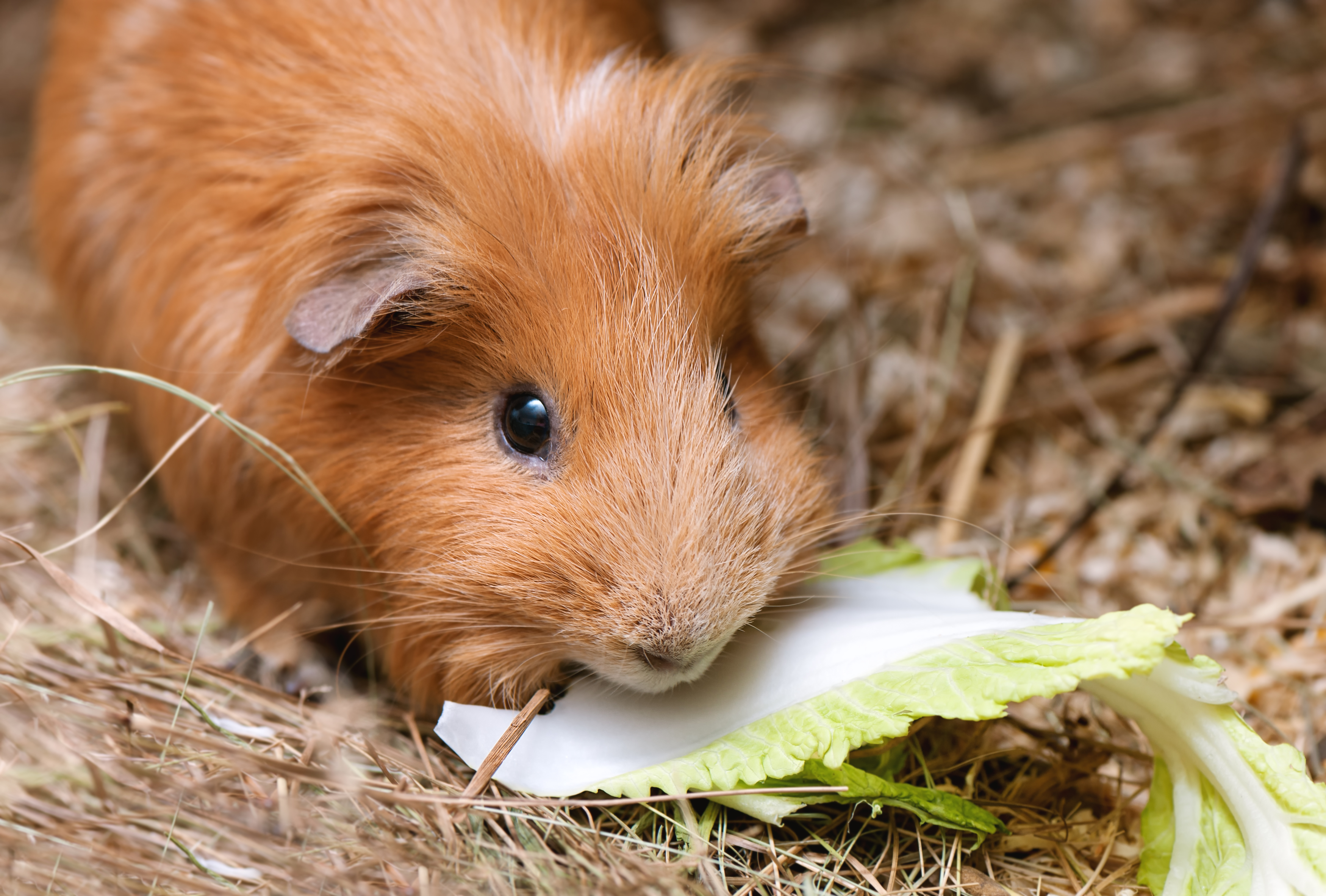 Cochon d'Inde qui mange une feuille de salade