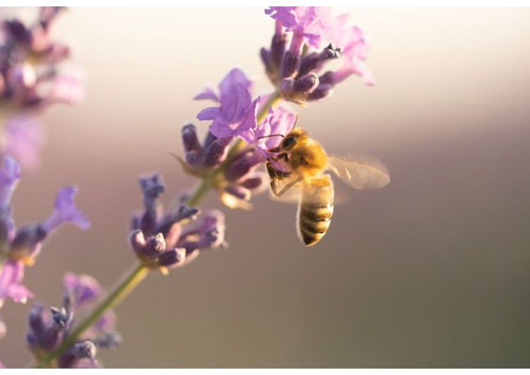 La pollinisation